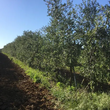 Dans Oliveraie Tres Beau 11 Pers *