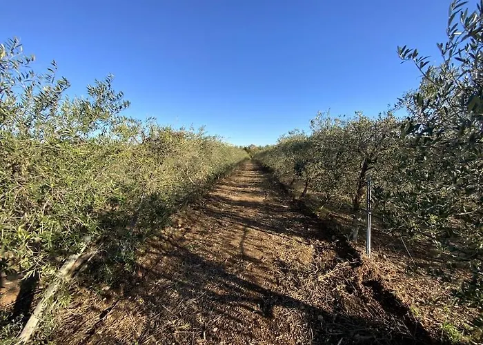 Dans Oliveraie Tres Beau 11 Pers Villa *