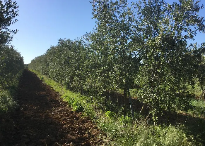 Dans Oliveraie Tres Beau 11 Pers *