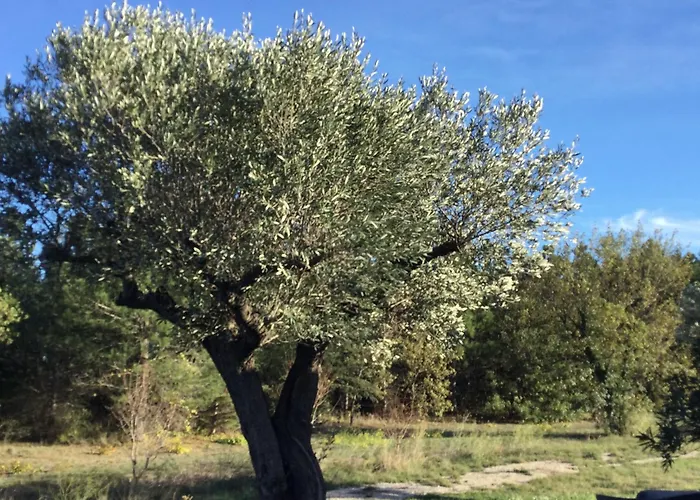 Dans Oliveraie Tres Beau 11 Pers * Perpignan